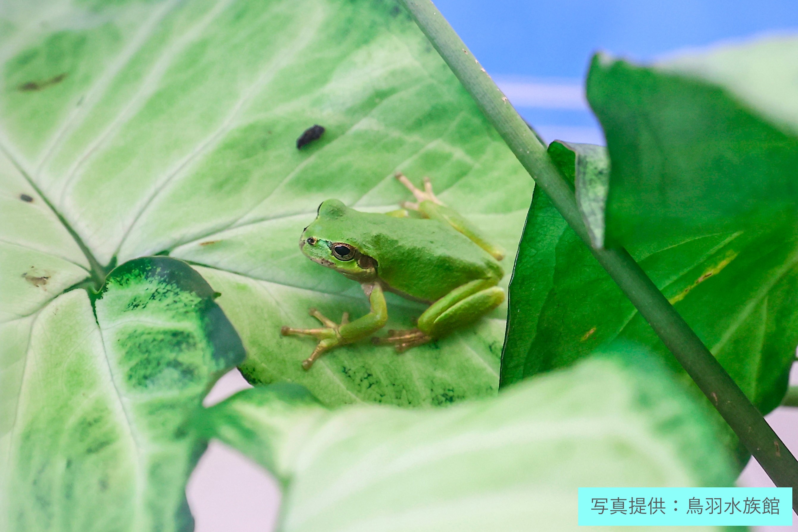 サムネイル