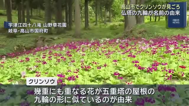 岐阜・高山市の宇津江四十八滝でクリンソウが見ごろ 仏塔の九輪が名前