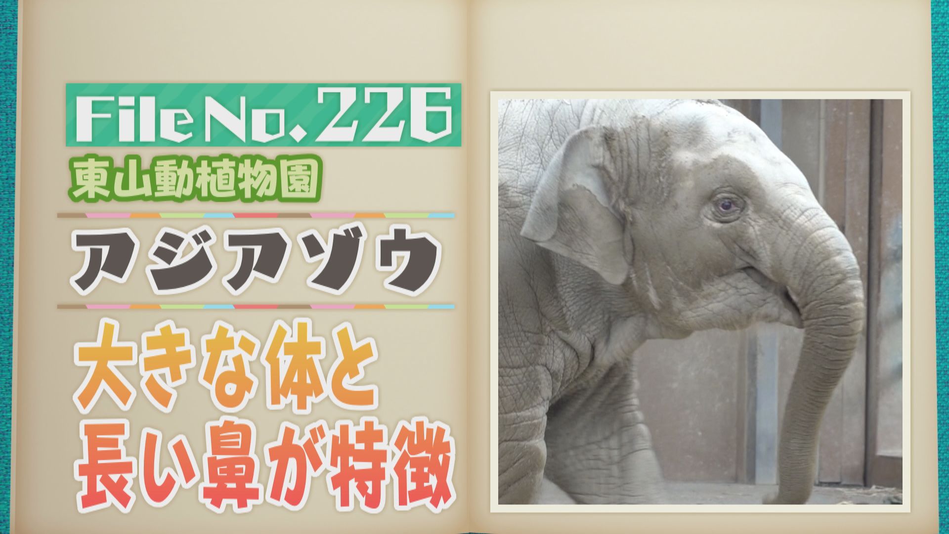 大きな体となが~い鼻が特徴!東山動植物園のアジアゾウ【どうぶつZOO鑑】2024年11月1日放送 - Locipo(ロキポ) 無料テレビ動画 ...