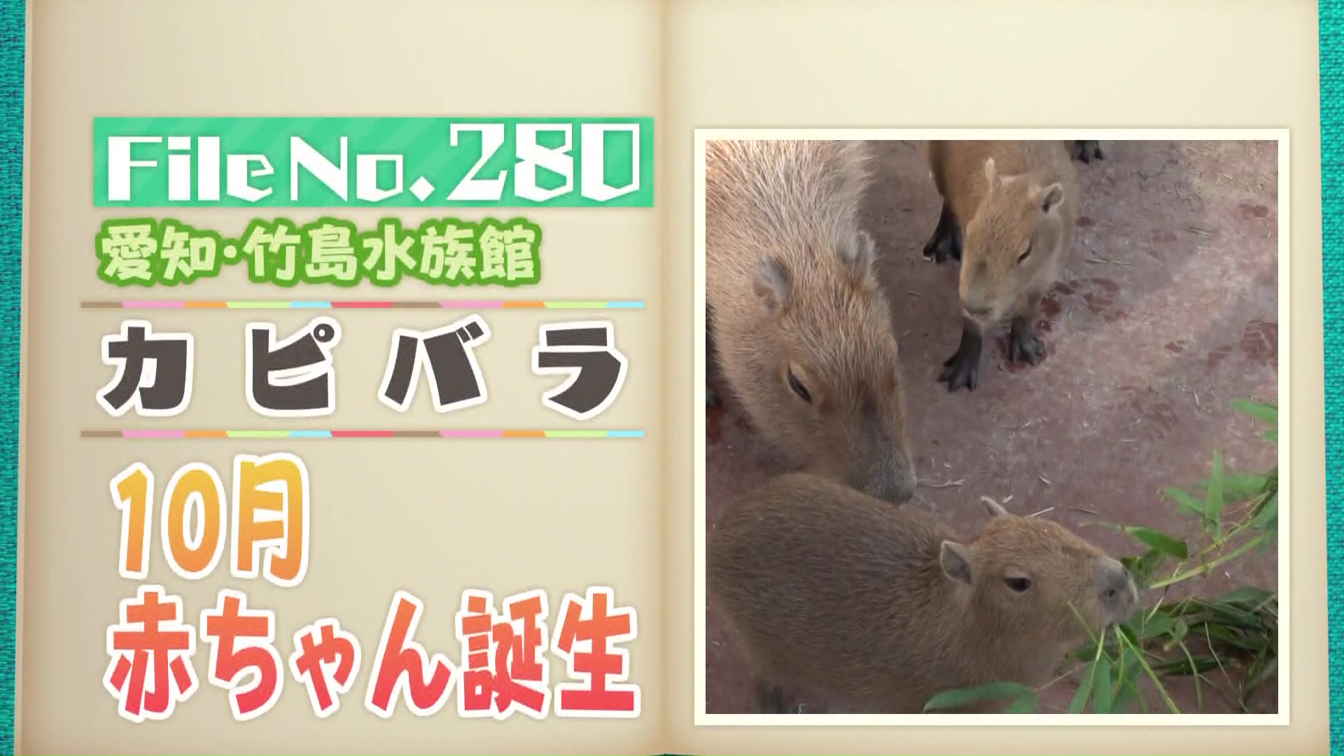 赤ちゃん5頭誕生！ 世界最大のネズミ「カピバラ」のほっこり姿 愛知