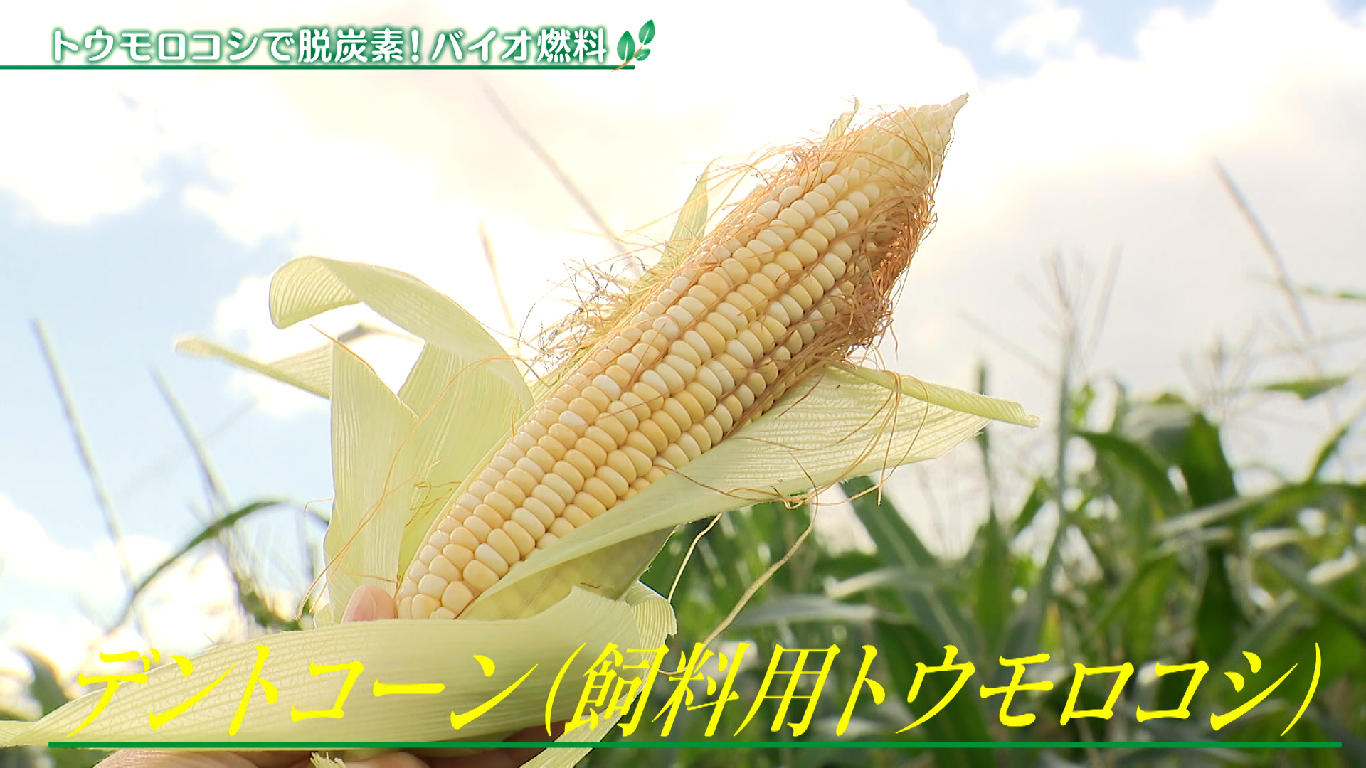 トウモロコシで脱炭素！バイオ燃料