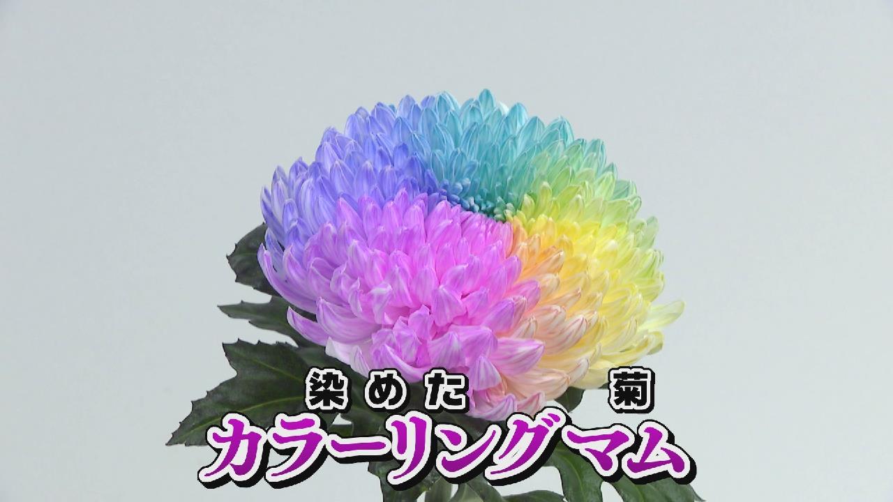 SDGs実践中　田原の菊