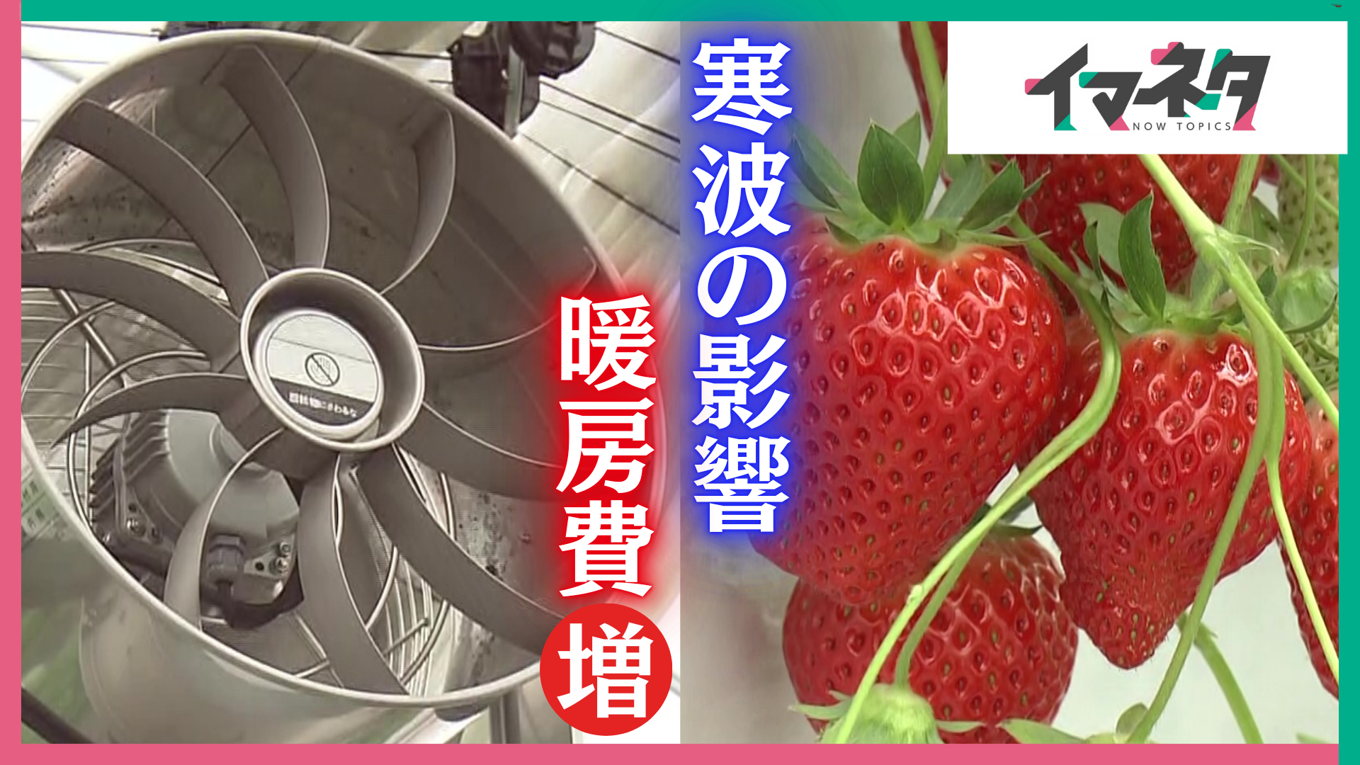 最長寒波の影響はいちご農園にも　ビニールハウスの暖房の燃料費が増加【イマネタ】