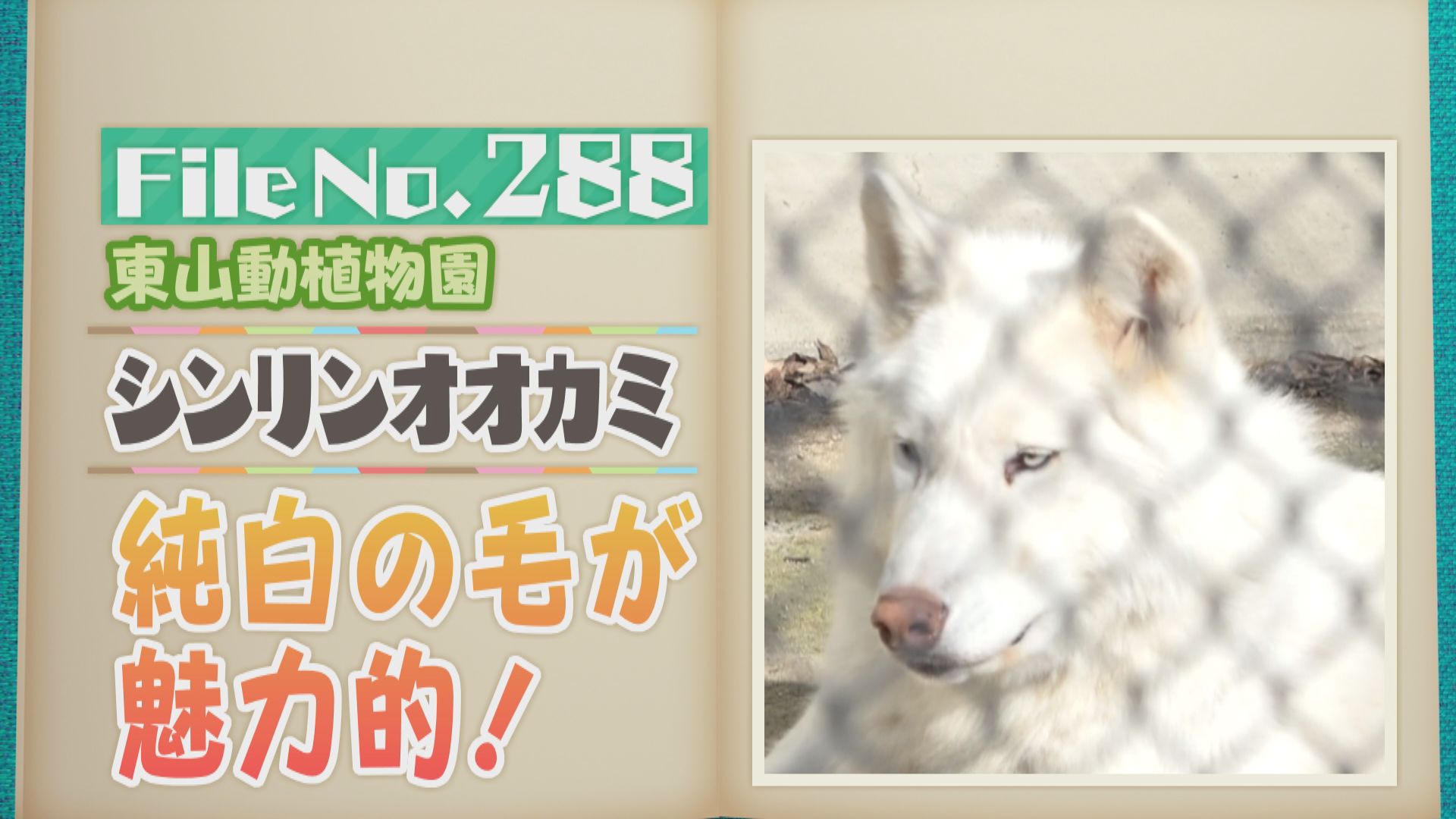 純白のシンリンオオカミ! 東山動植物園の仲良しコンビ、ティムとリンが