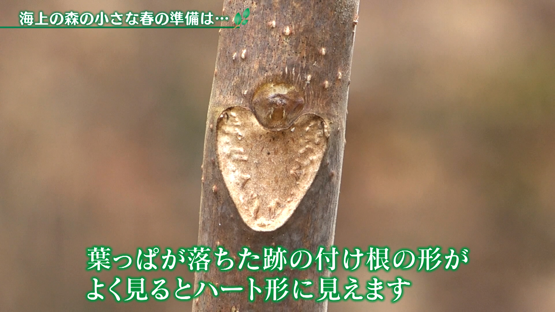 海上の森の小さな春の準備は…