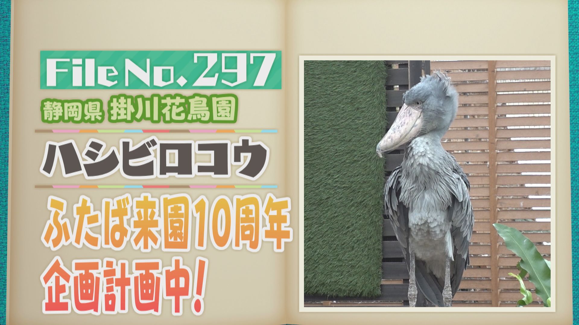 鋭い眼光の人気者「ハシビロコウ」 飼育員と微笑ましいやりとりも