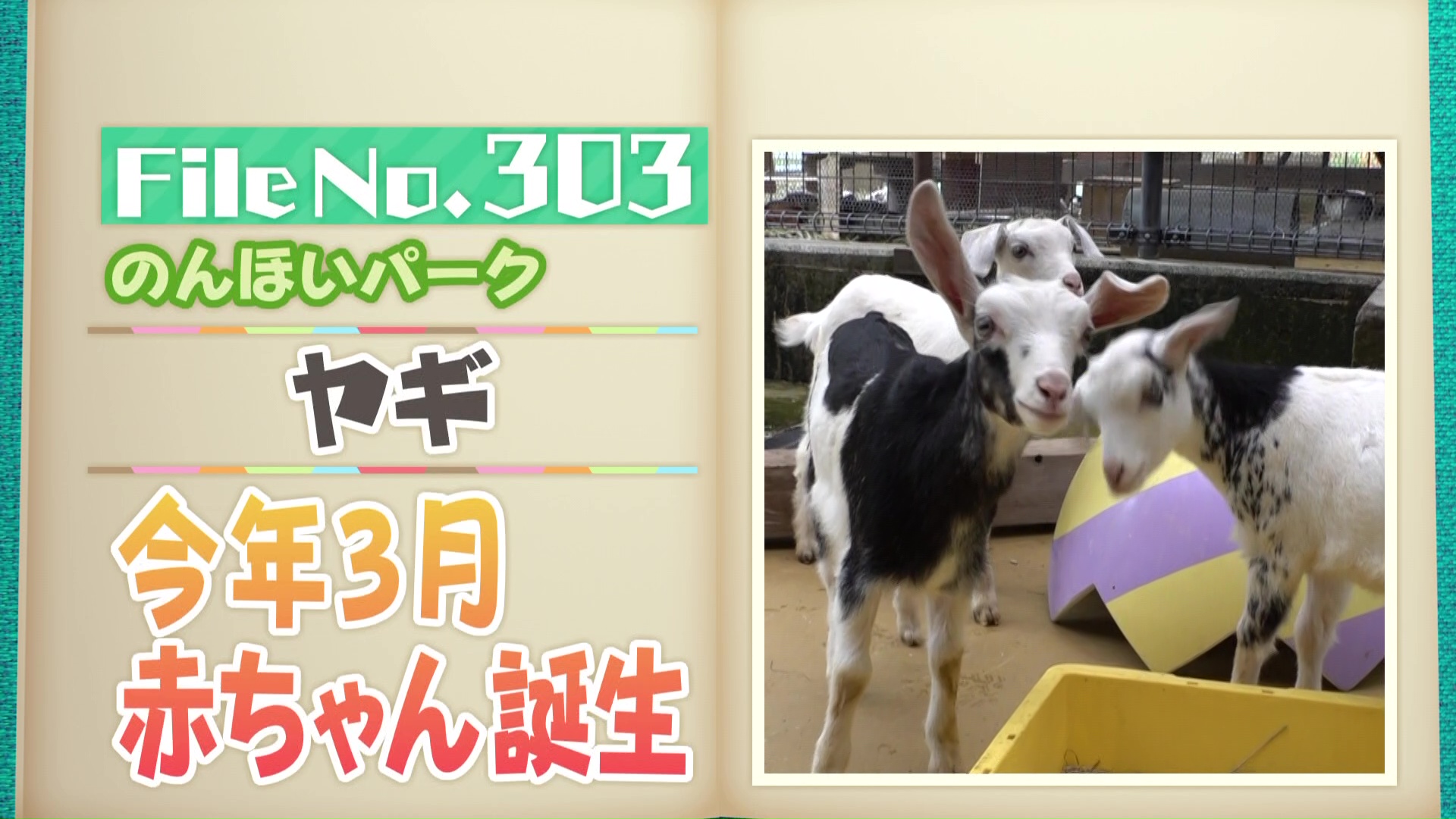 のんほいパークにヤギの赤ちゃん誕生！元気いっぱい3姉妹に癒やされる