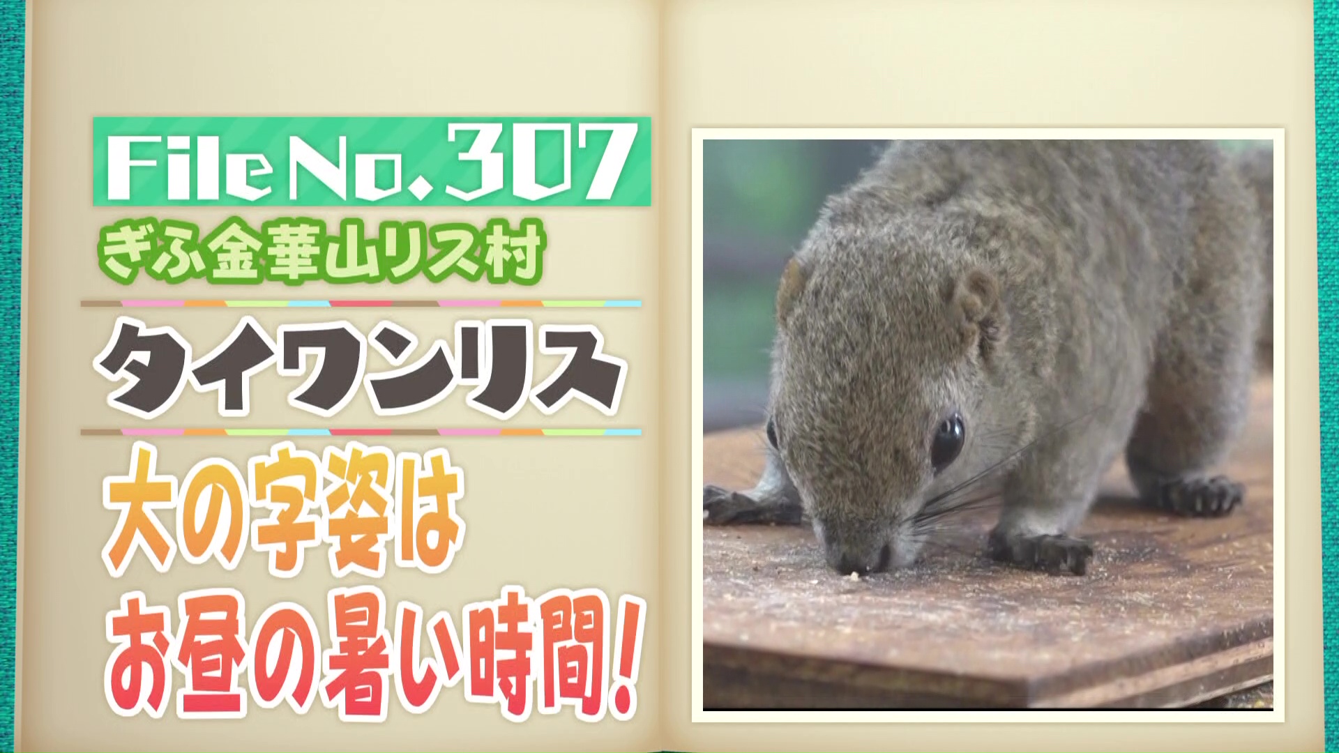 のんほいパークにヤギの赤ちゃん誕生！元気いっぱい3姉妹に癒やされる
