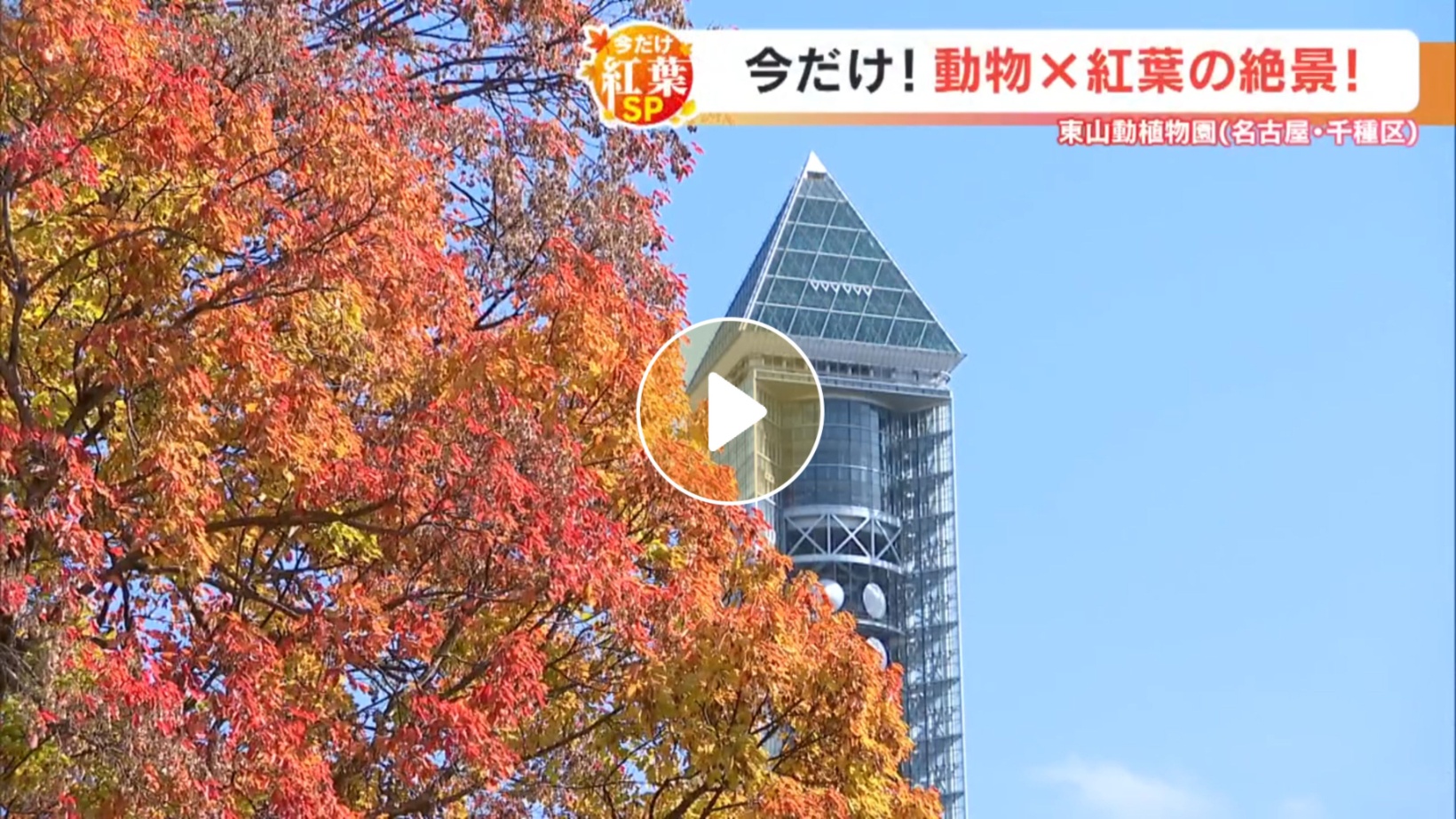 Locipoで動画を見る