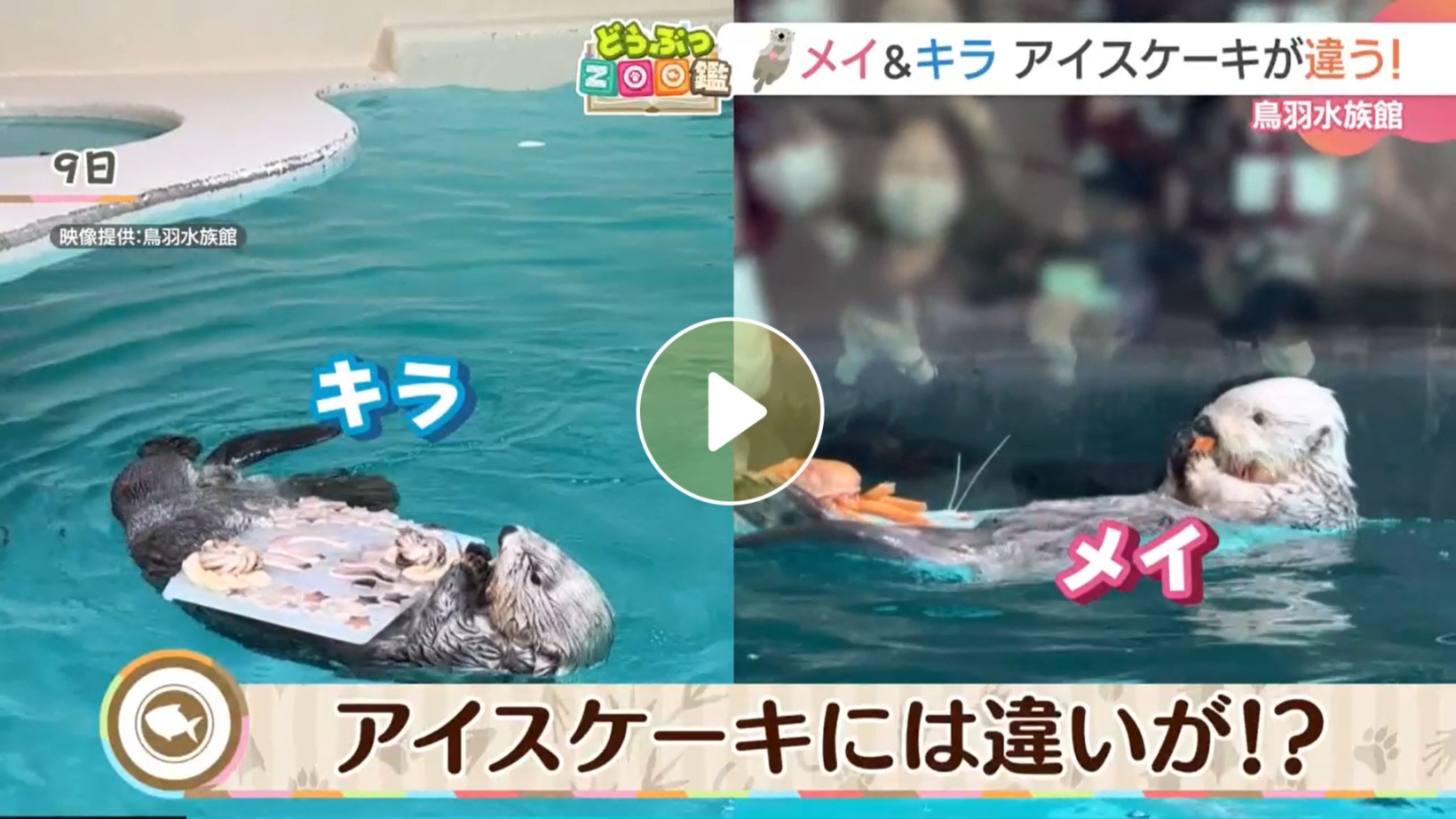 Locipoで動画を見る