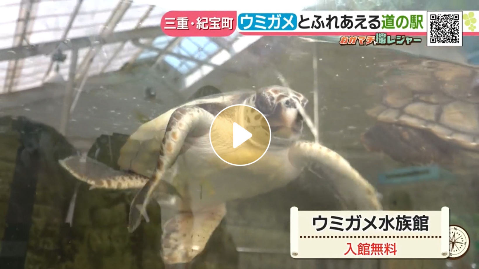 Locipoで動画を見る