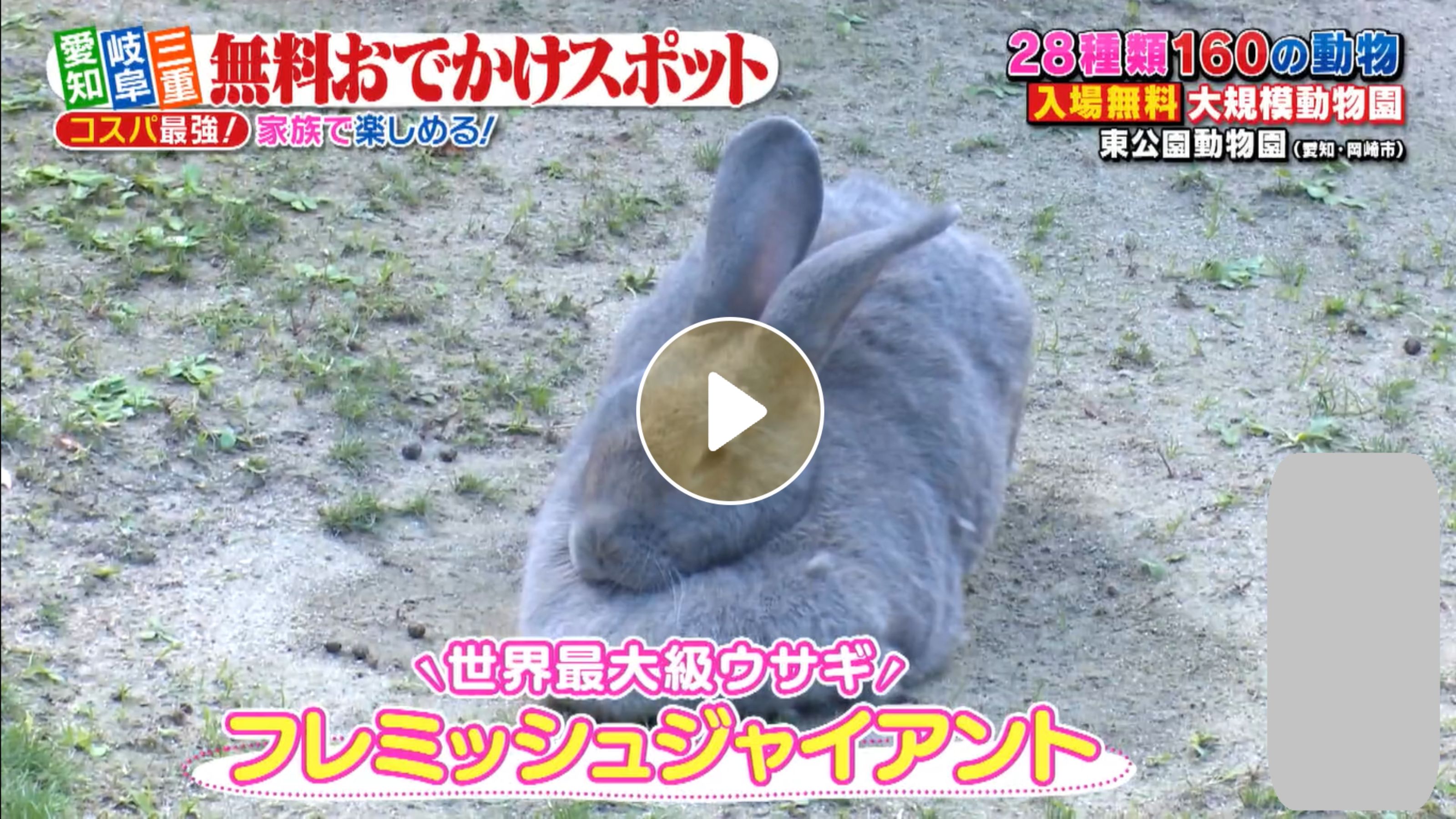 Locipoで動画を見る