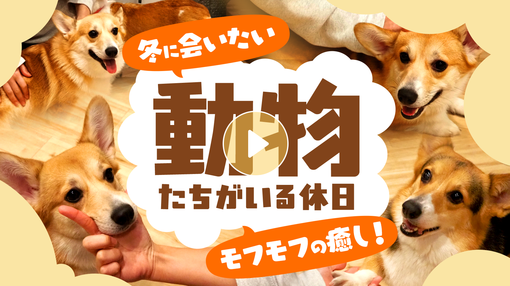 Locipoで動画を見る