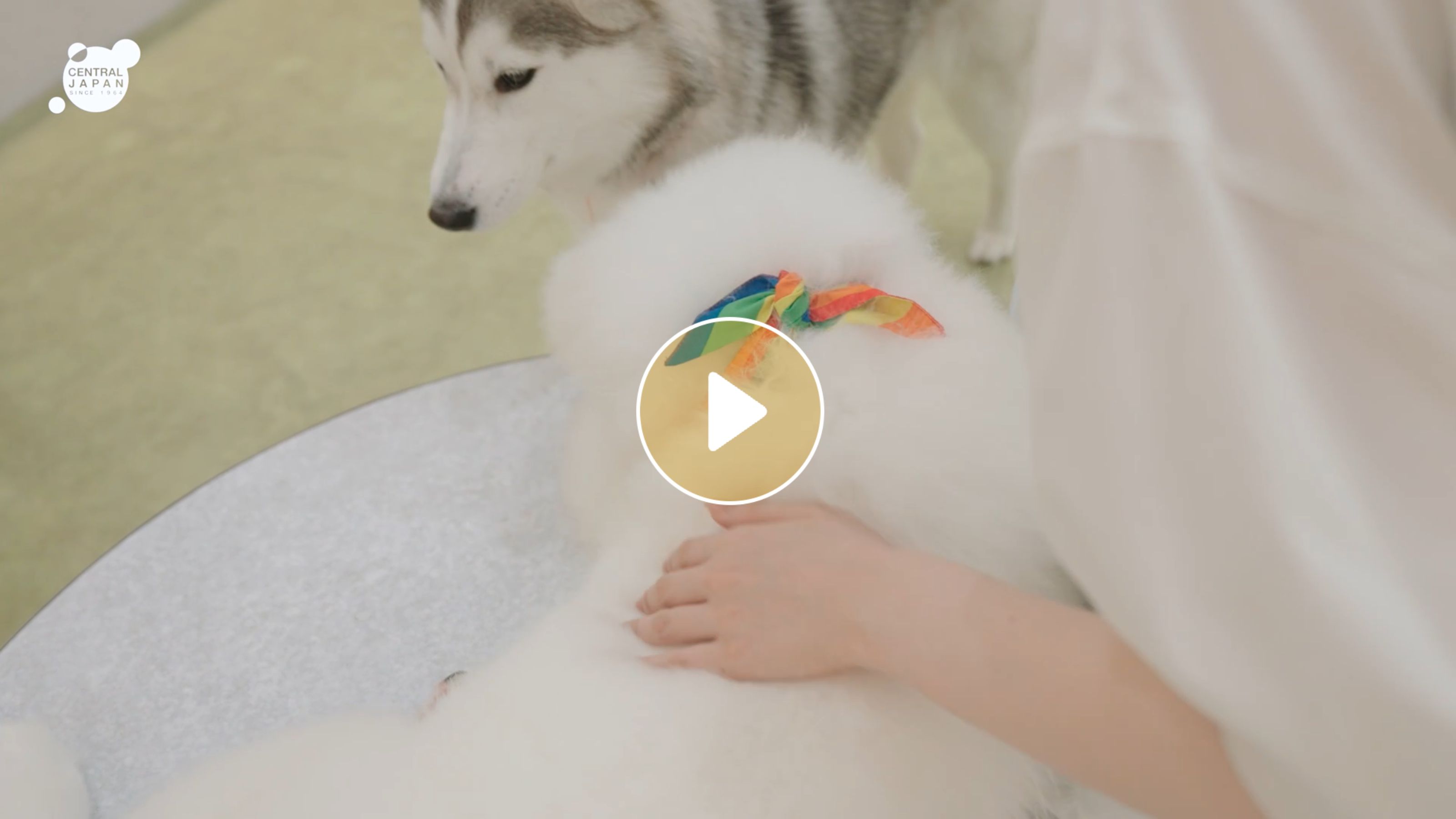 Locipoで動画を見る