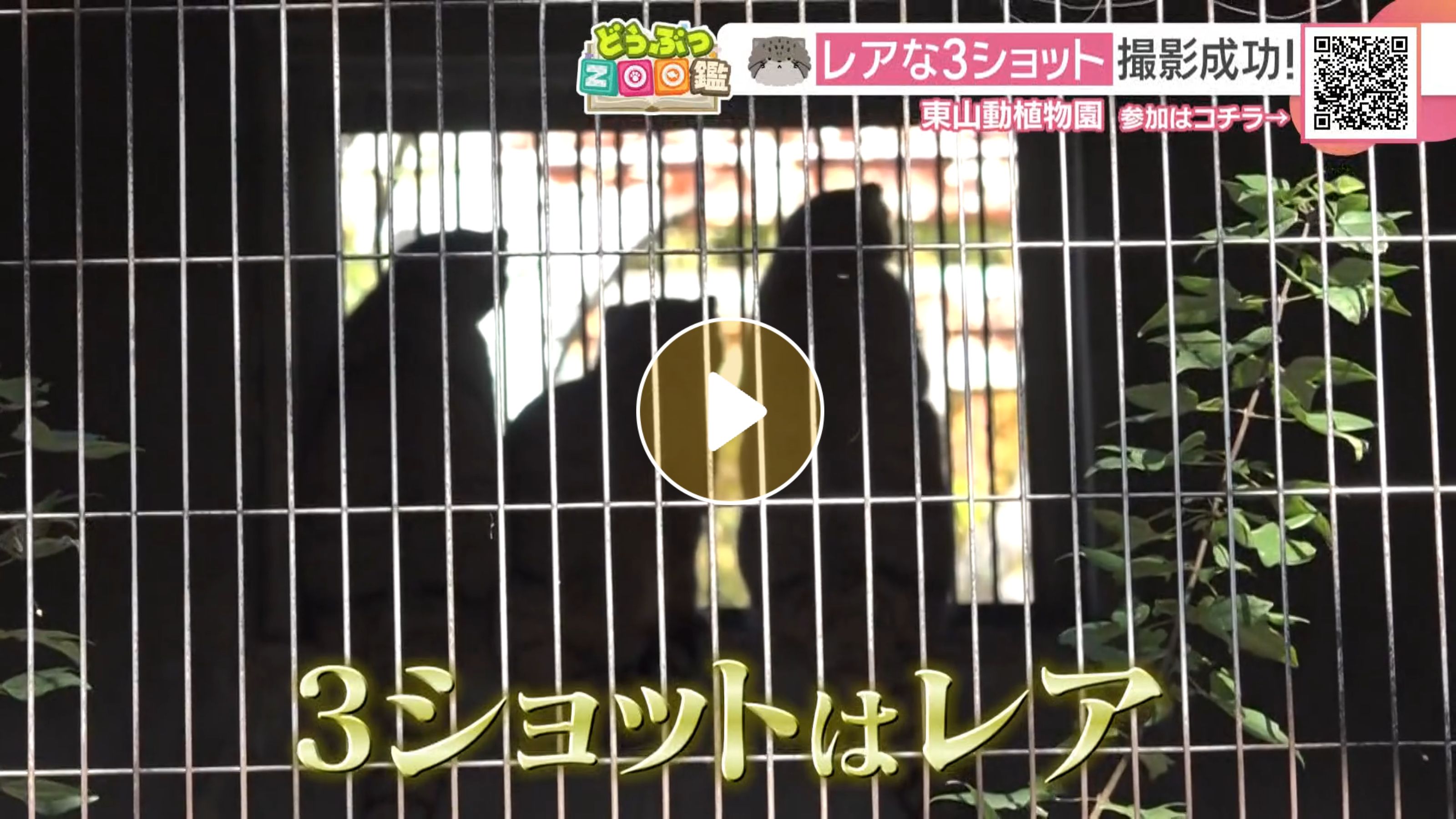 Locipoで動画を見る