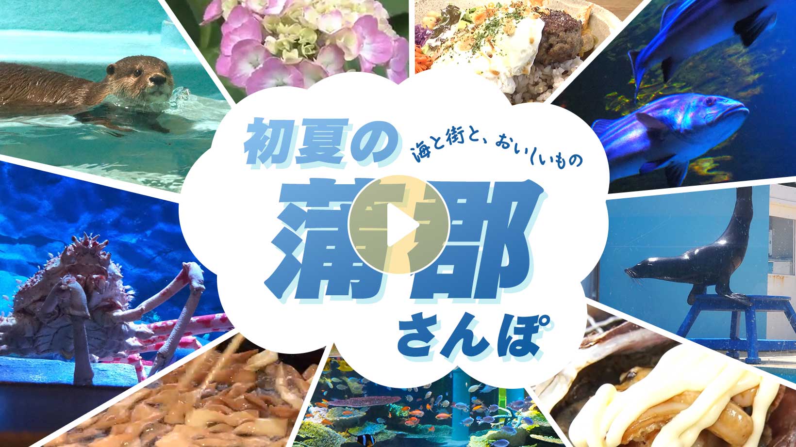Locipoで動画を見る