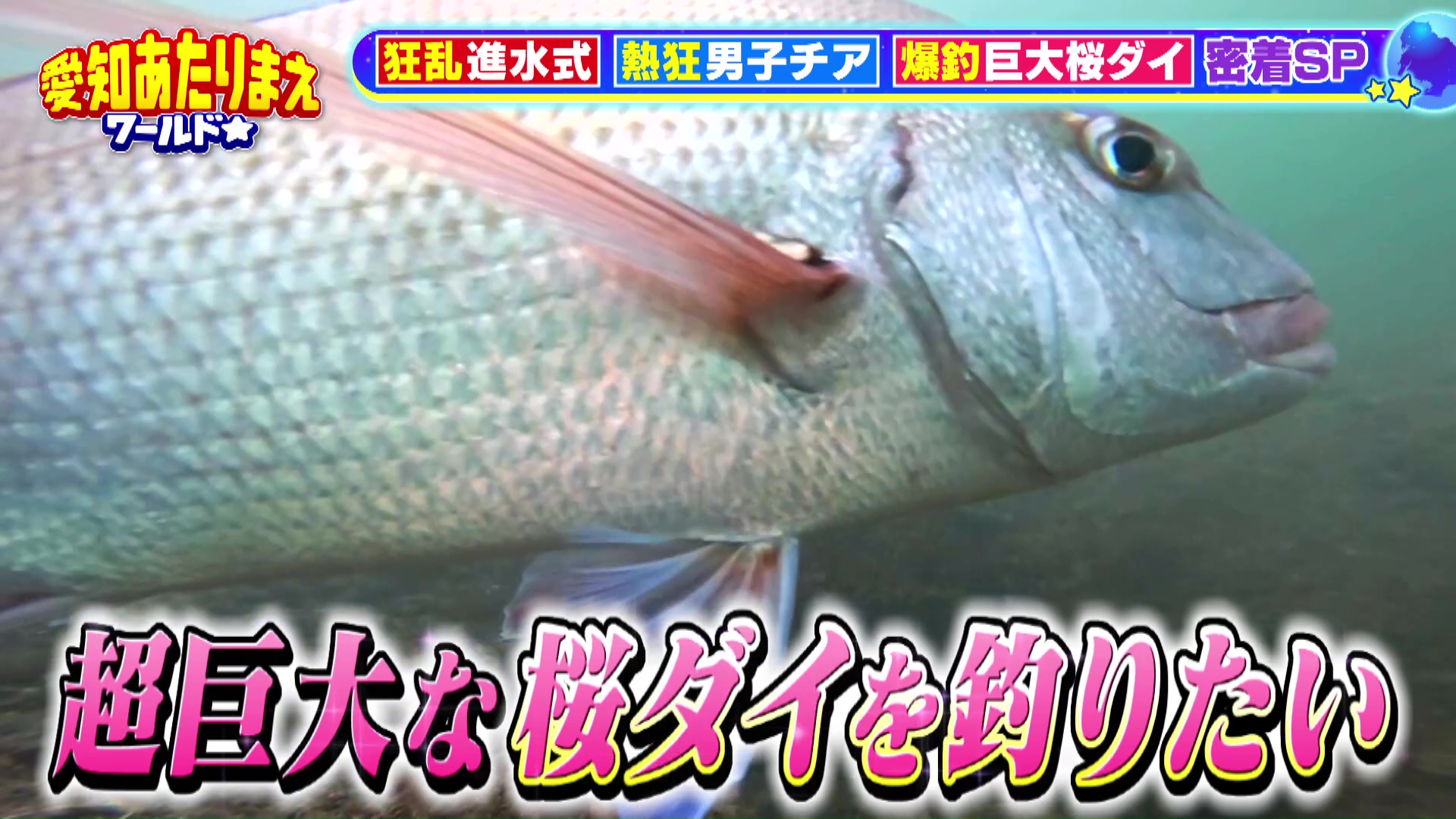 中村左洲　遊鯛　大幅 70cm超えの桜ダイを狙え！【南知多町・大井】 | エンタメ | よみもの